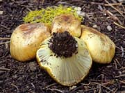 Cortinarius verrucisporus